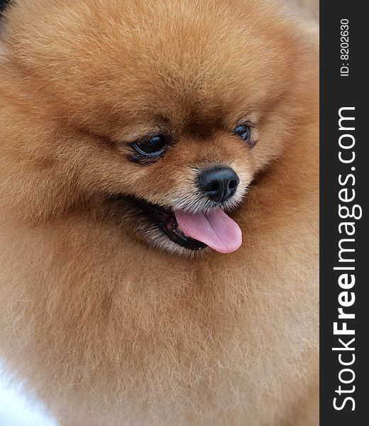 Closeup shot of a  pomeranian . Closeup shot of a  pomeranian .