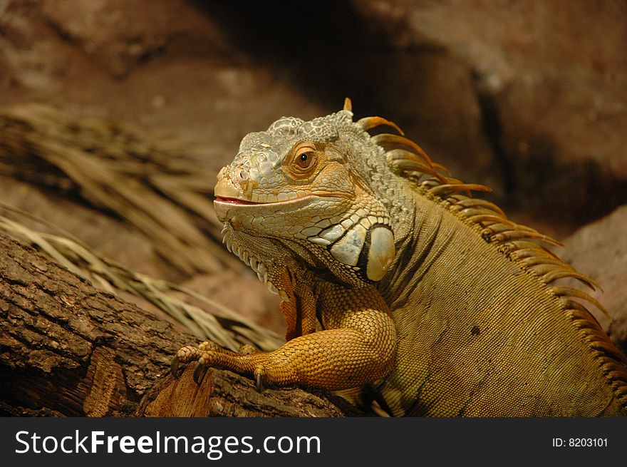 Reptile in captivity on some wood