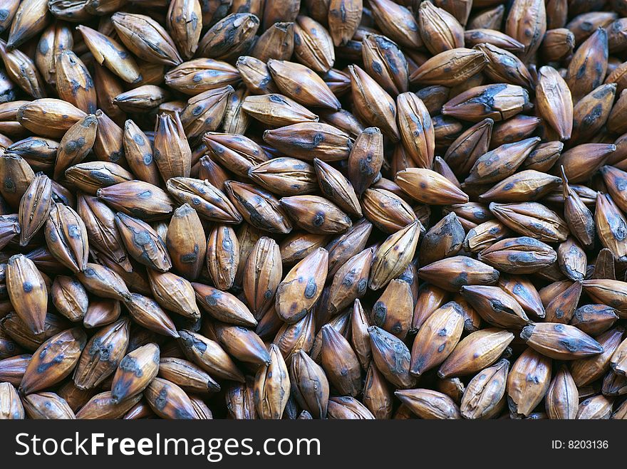 Closeup of Barley Seeds