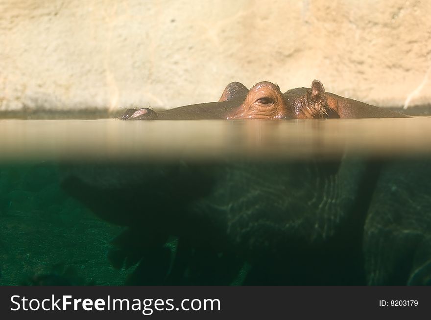 A hippopotamus peeks out of the water at a zoo. A hippopotamus peeks out of the water at a zoo