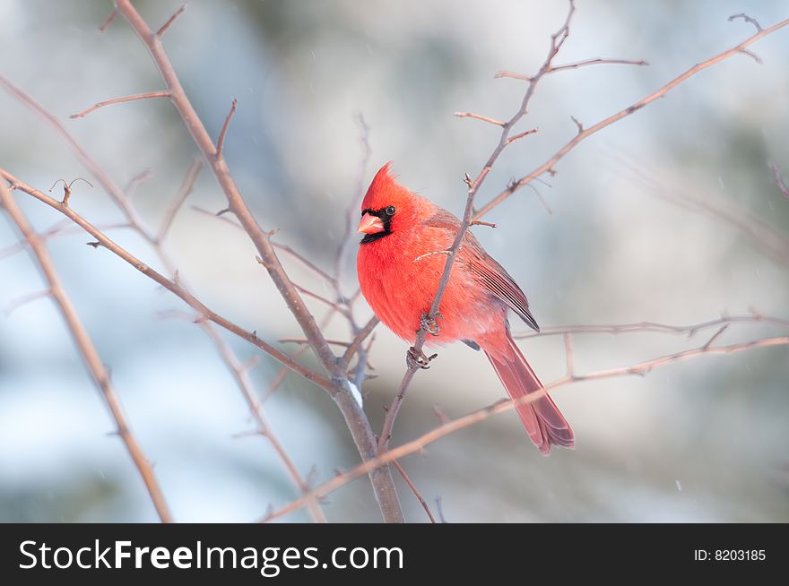 A northern cardinal is perched in a tree following a winter storm. A northern cardinal is perched in a tree following a winter storm