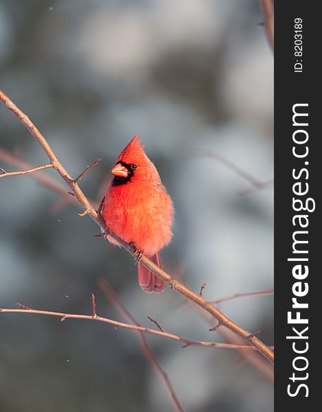 A northern cardinal is perched in a tree following a winter storm. A northern cardinal is perched in a tree following a winter storm