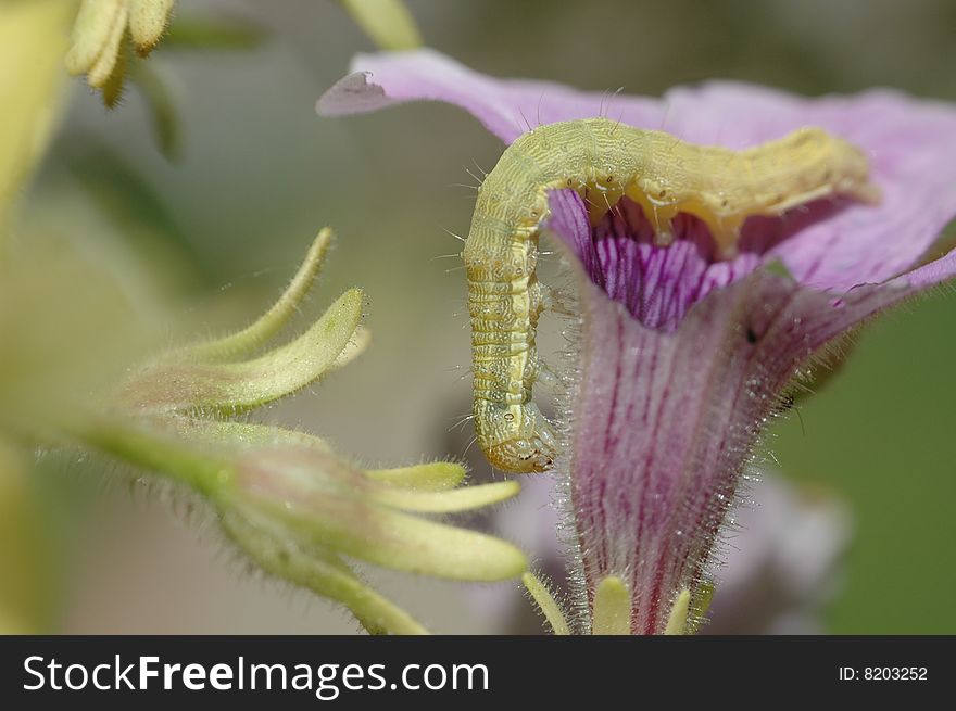 Worm Hanging From A Flower