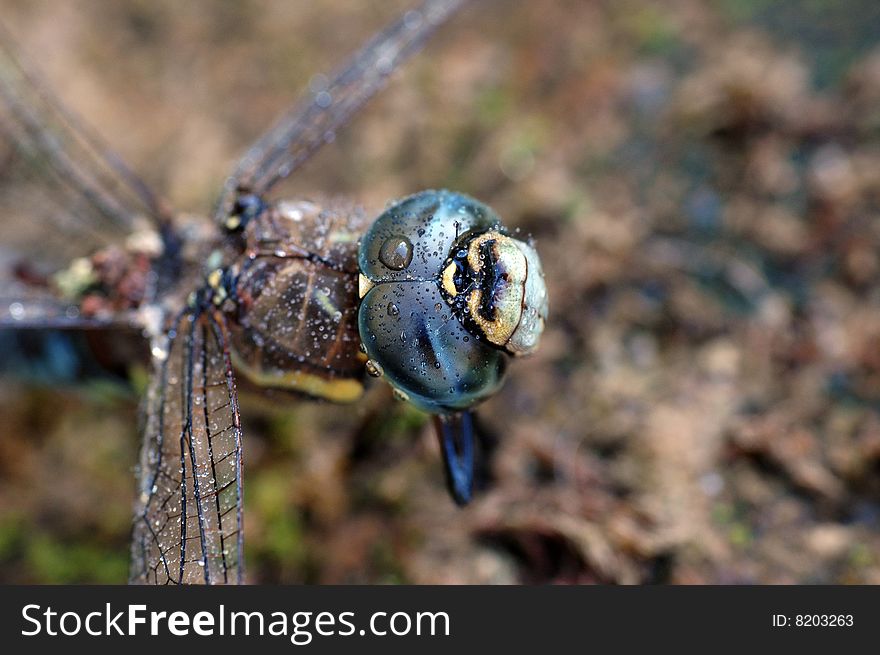 Wet dragonfly closeup picture, after some rain