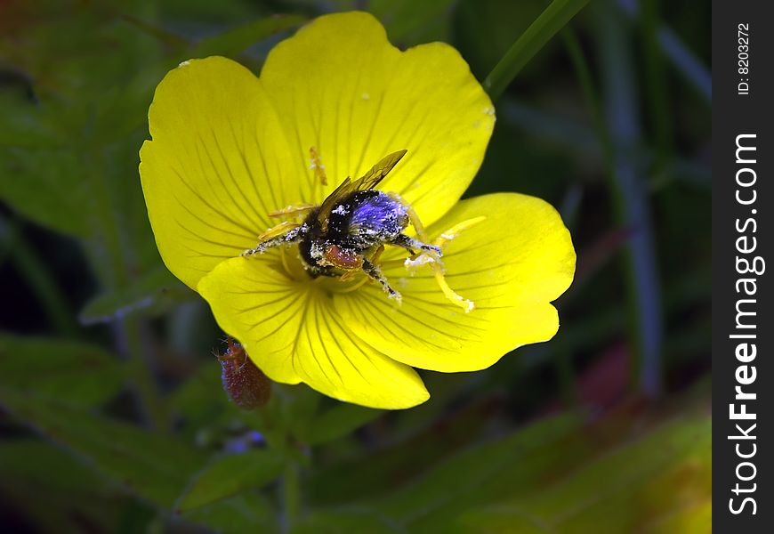 Huge fat bumblebee, drabble in pollen. Huge fat bumblebee, drabble in pollen