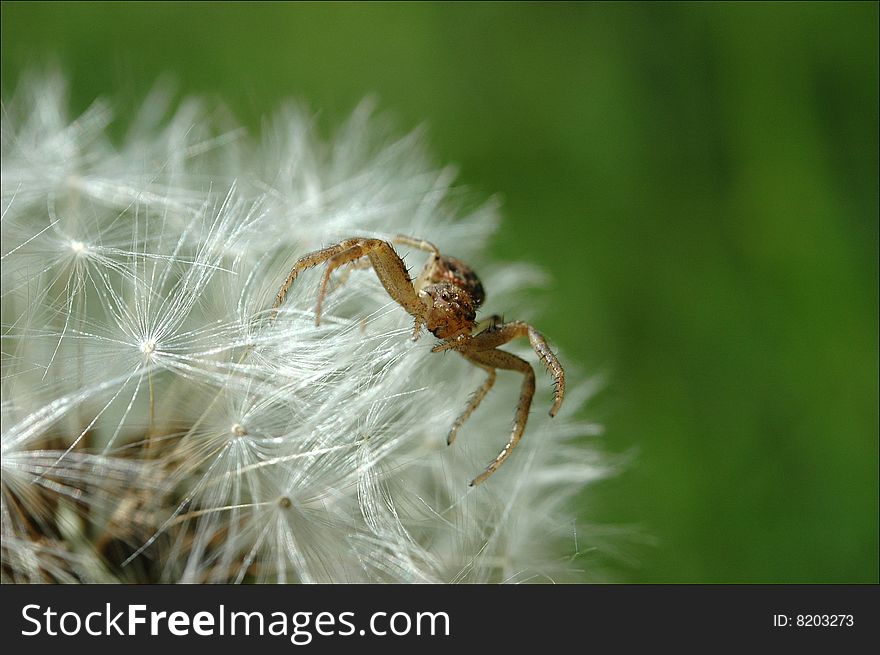 Spider on a Dandelion during summertime
