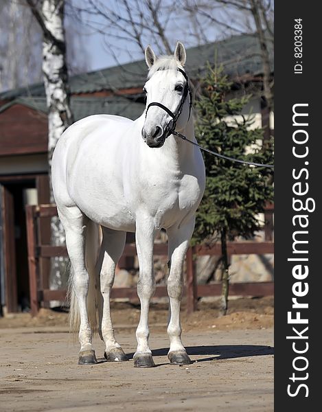 A white horse stands in a ring