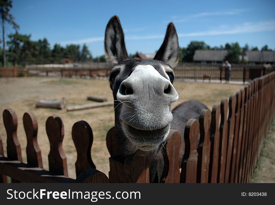 A funny picture of a donkey