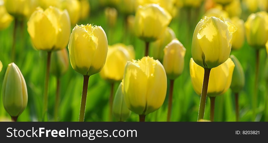 Flower field with yellow tulips