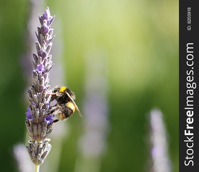 Bee on Lavender in summer sunshine