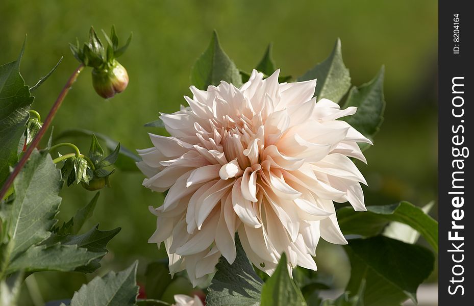 White dahlia on a green background