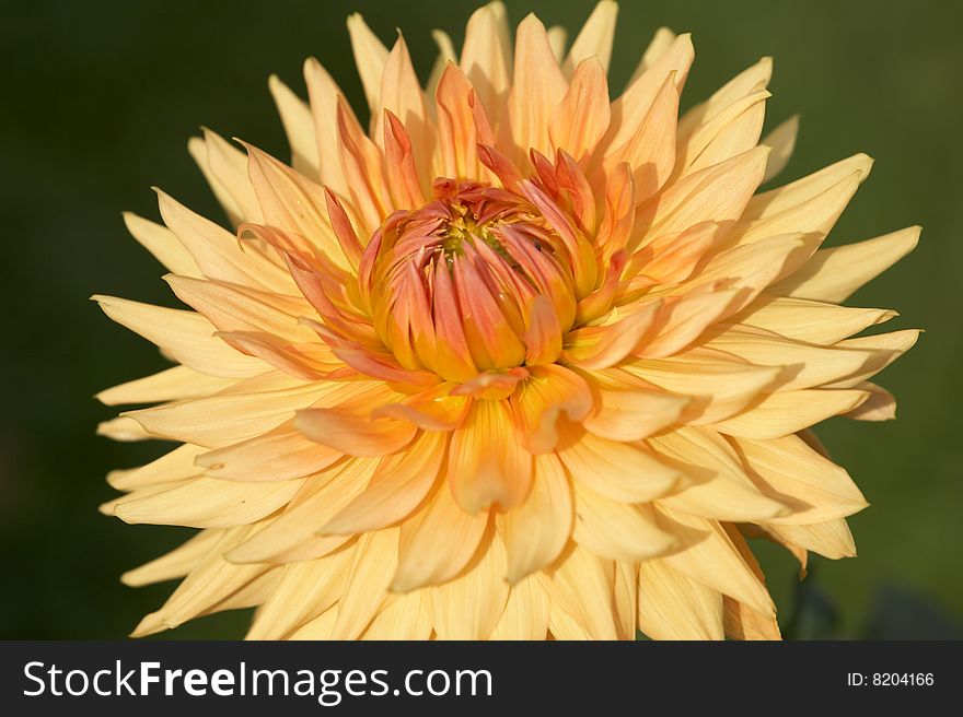 Orange dahlia on a green background