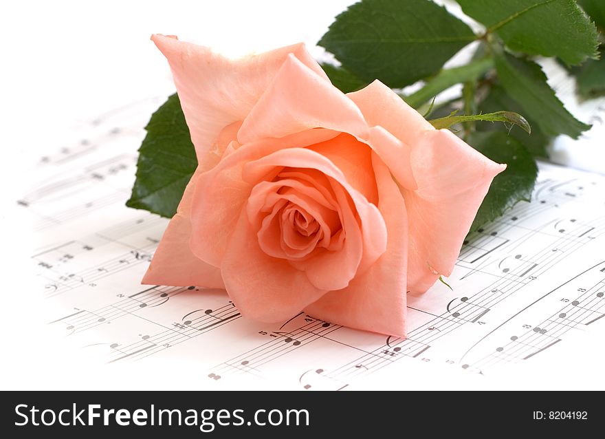 The rose lays on a musical paper