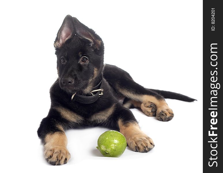 The sheep-dog puppy on a white background