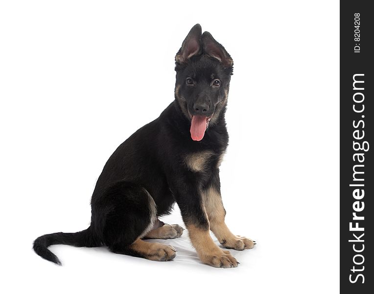 The sheep-dog puppy on a white background