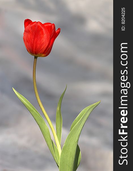 Red tulip on a grey background
