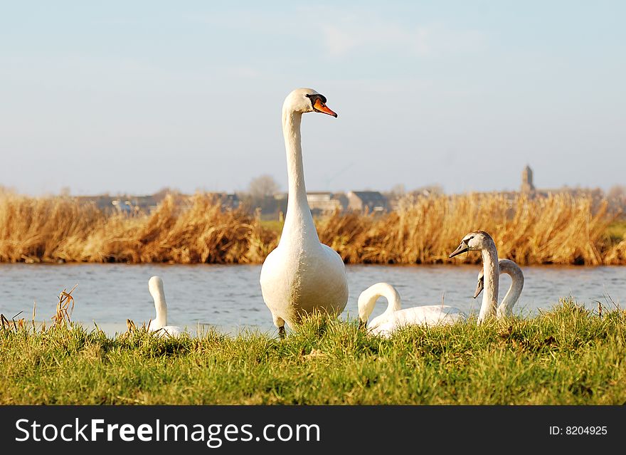 White Goose with her young ones.