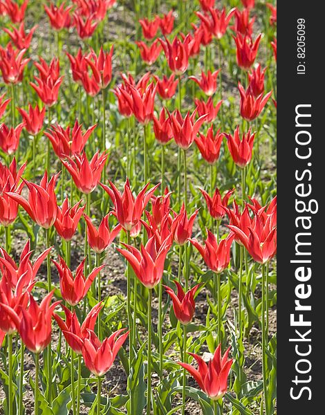 A field with red tulips. A field with red tulips.