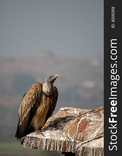 A vulture looking upwards sitting on top of a fort. A vulture looking upwards sitting on top of a fort