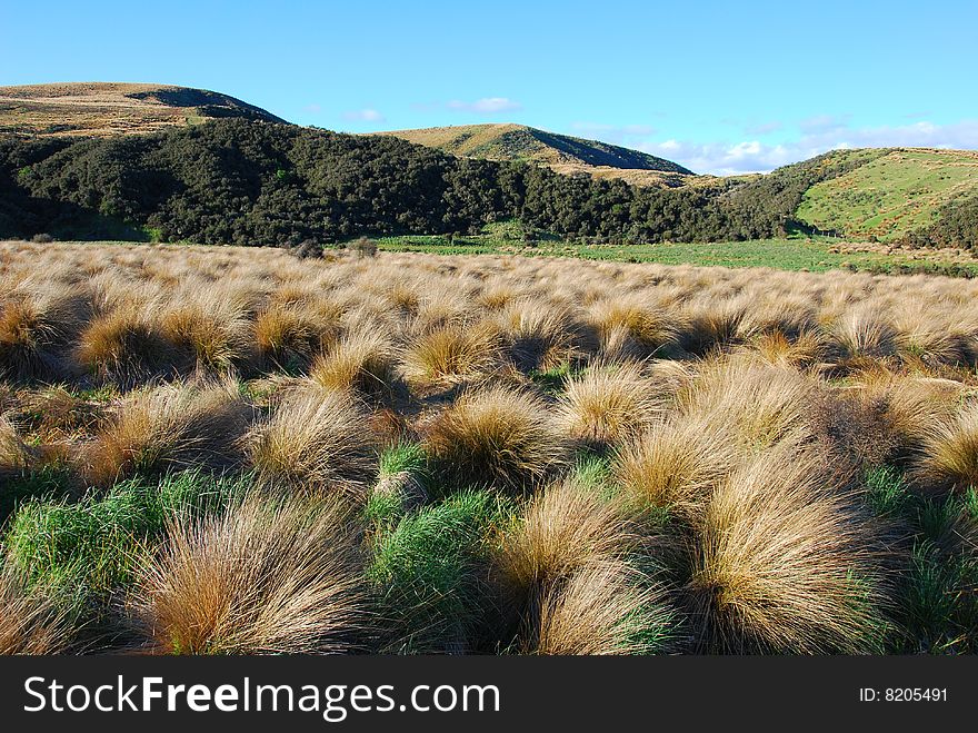 The grassland and hills in New Zealand