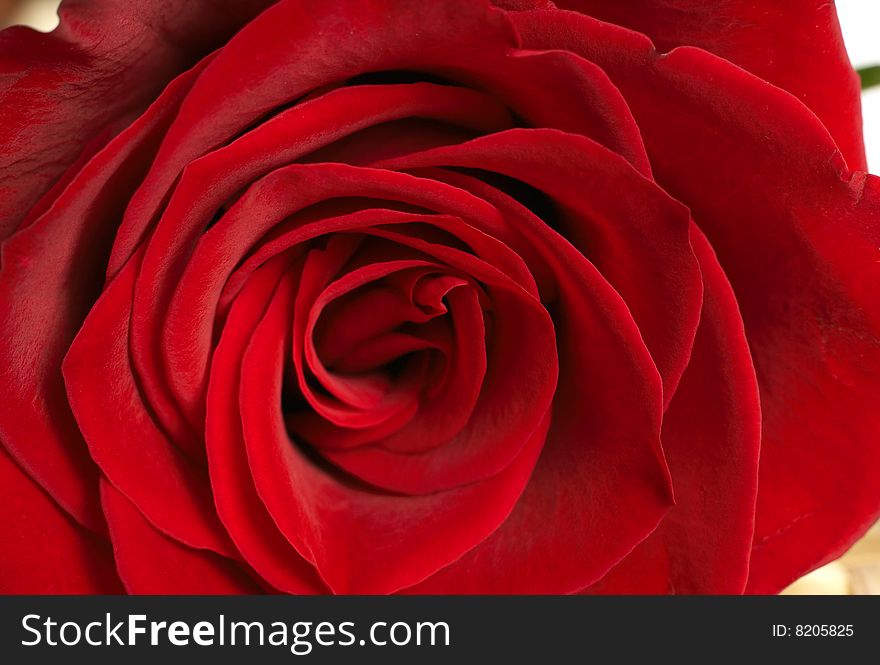 Single dark red rose macro close-up. Very shallow depth of field