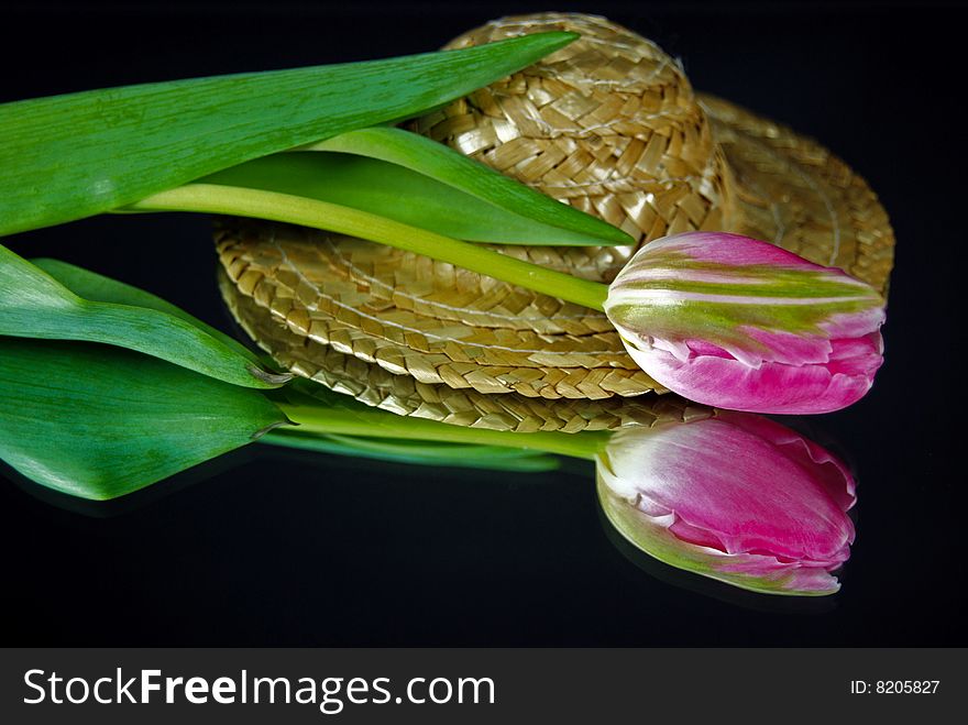 Single spring tulip with straw hat. Single spring tulip with straw hat.