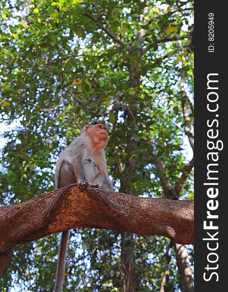 Wild baby monkey sitting on tree branch over the foliage background. Wild baby monkey sitting on tree branch over the foliage background