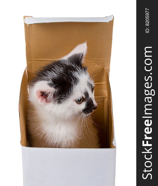 Baby kitten in box, isolated on white