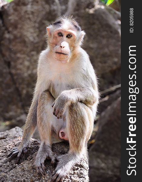 Wild baby-monkey sitting on stone and looking directly into the camera. Wild baby-monkey sitting on stone and looking directly into the camera