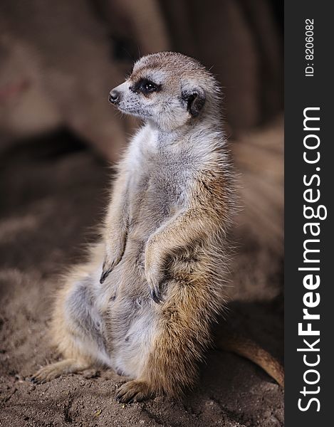 A meerkat stands up and looks around