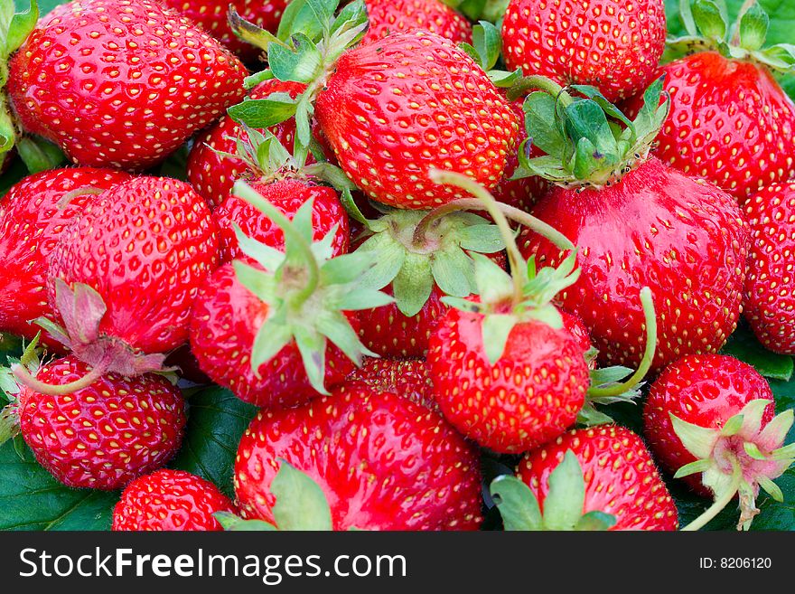Close-up of many ripe strawberries