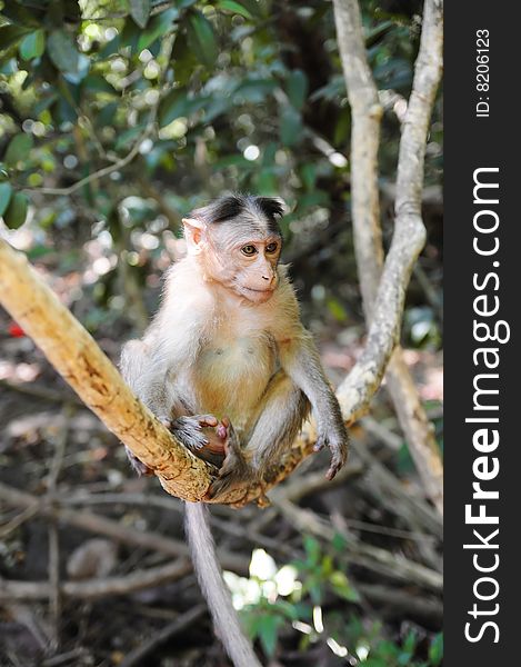 Wild baby monkey sitting on tree branch over the foliage background. Wild baby monkey sitting on tree branch over the foliage background