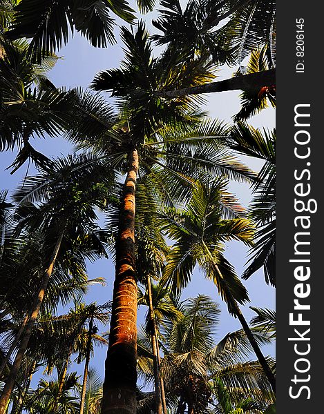 Palm trees view up from the ground on sunset. Palm trees view up from the ground on sunset