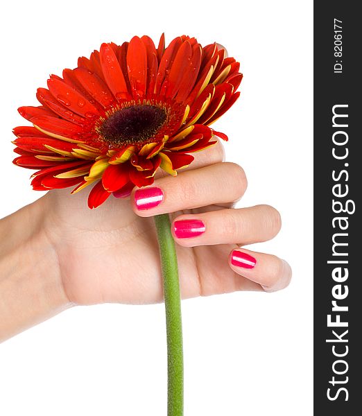 Red gerbera in woman hand, isolated on white