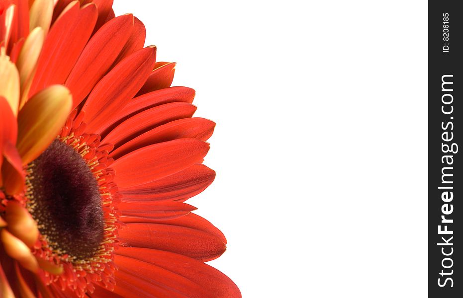 Red gerbera with blank place for your text, isolated on white