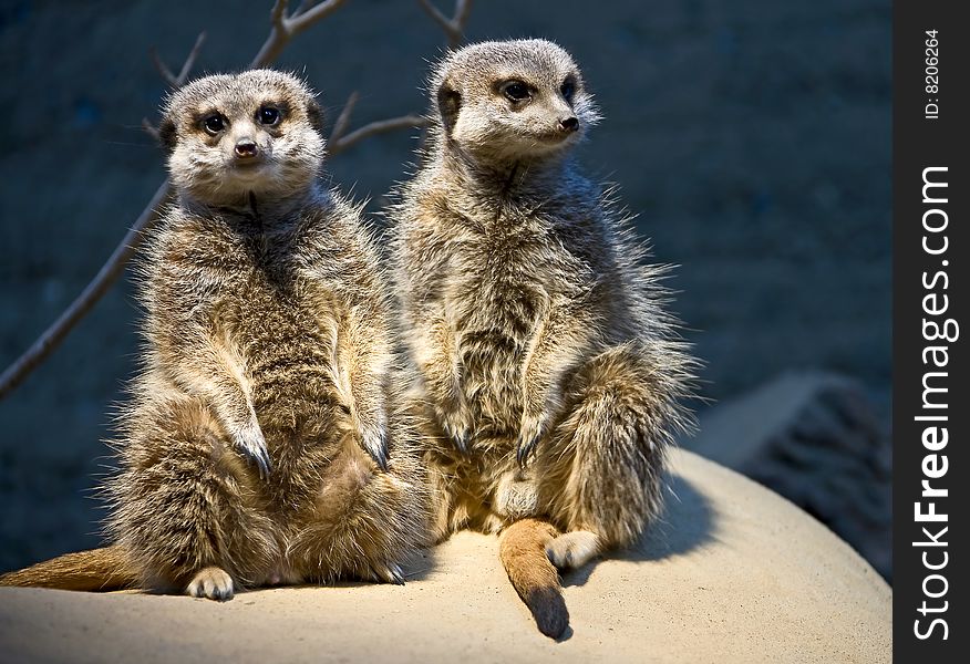 Slender-tailed meerkat. Latin name - Suricata suricatta. Slender-tailed meerkat. Latin name - Suricata suricatta