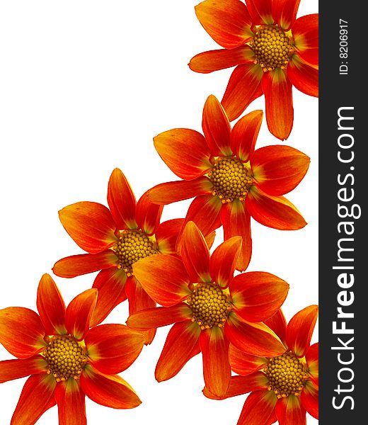 Flowers decorative Ð°bstract background with red petals