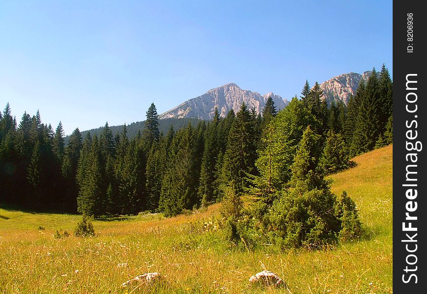 A meadow and trees in Durmitor National Park, Montenegro