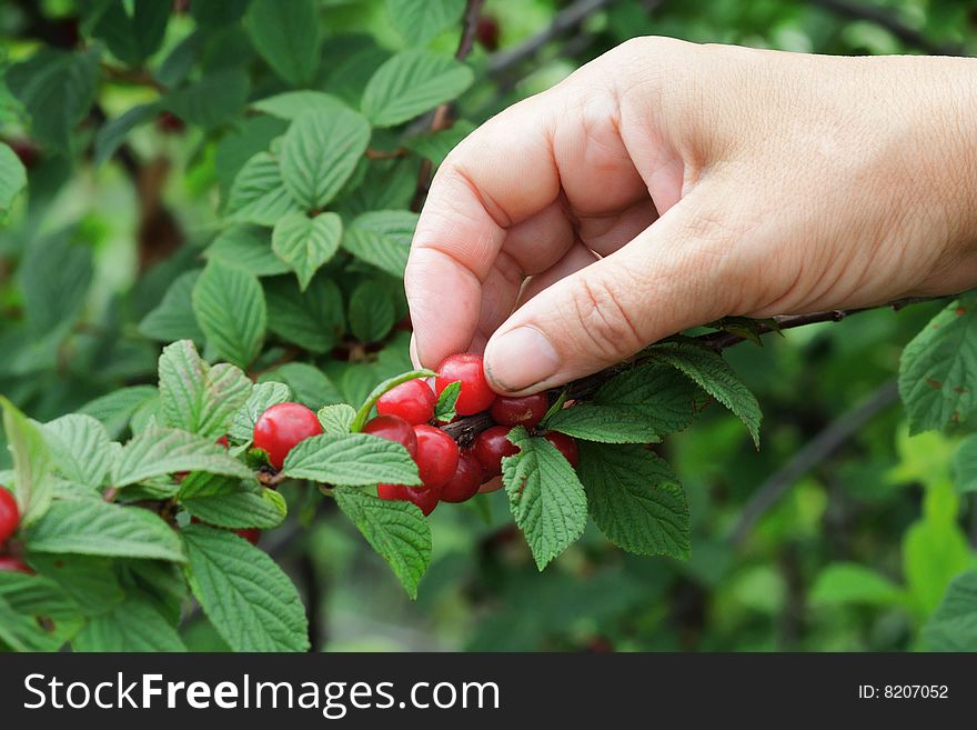 Hand collecting berries of a cherry from green bushes. Hand collecting berries of a cherry from green bushes