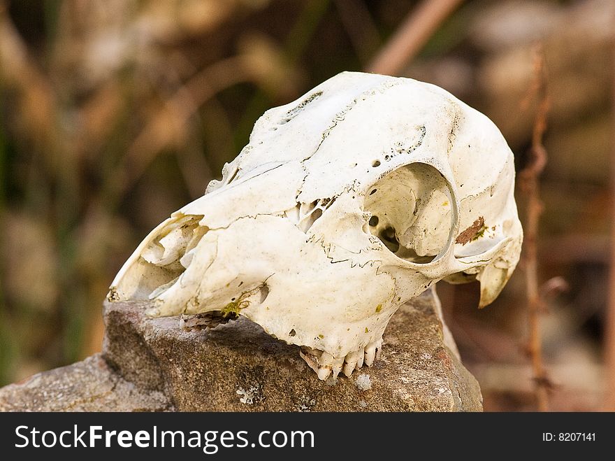 A Roe Deer skull on a rock