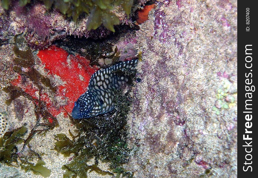 Beautiful blue murena in between colorful coral