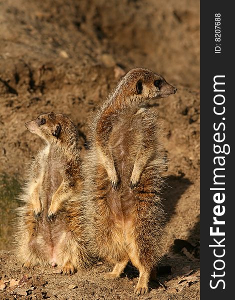 Animals: Two little meerkats looking around. Animals: Two little meerkats looking around
