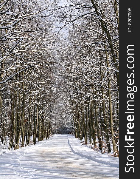 Winter landscape - snow covered forest road. Winter landscape - snow covered forest road