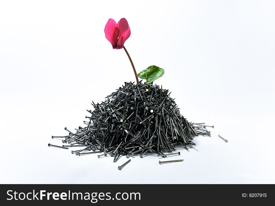 Photo of pink cyclamen and nails