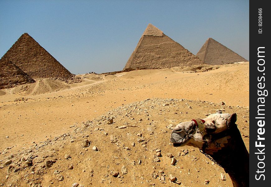 View of a camel and the pyramids at Giza. View of a camel and the pyramids at Giza