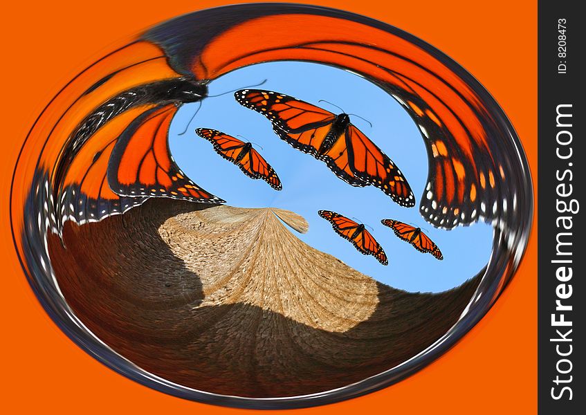 Monarch Butterfly Abstract