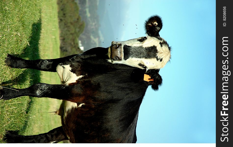 Crossbreed black and white cow with flies buzzing around face