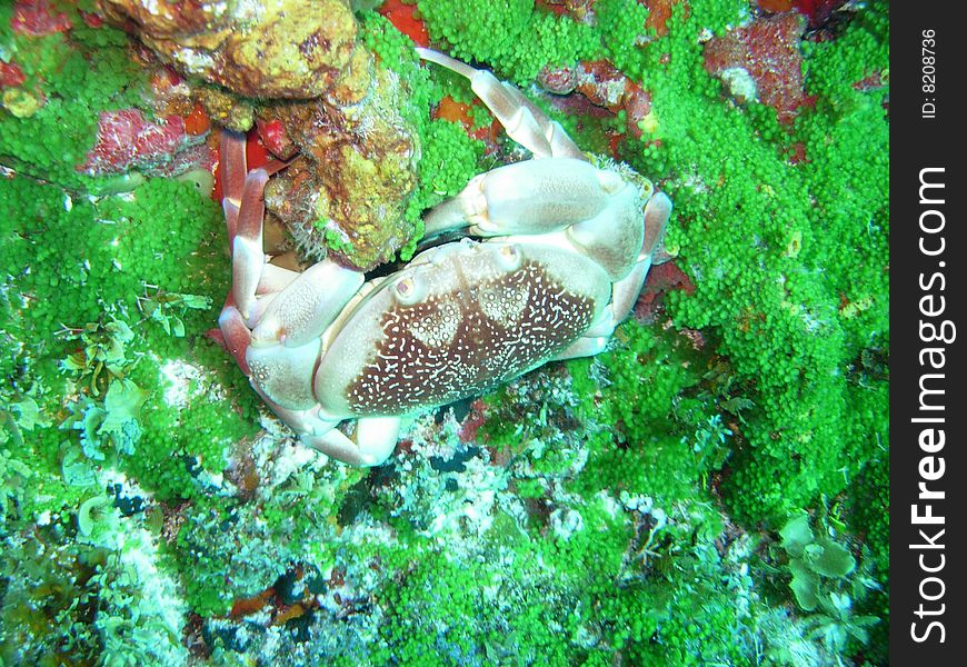 Crab in green coral in watres of Curacao