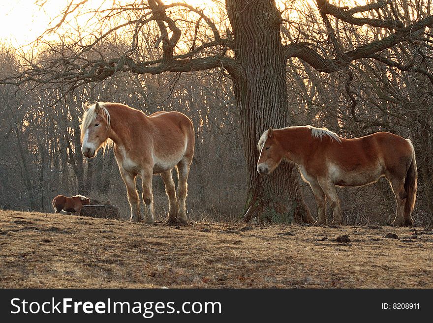 Two horses, with a third in the background, stand placidly under a tree on an early winter morning.  Sunlight from behind the trees highlight the contours of their heavy bodies. Two horses, with a third in the background, stand placidly under a tree on an early winter morning.  Sunlight from behind the trees highlight the contours of their heavy bodies.