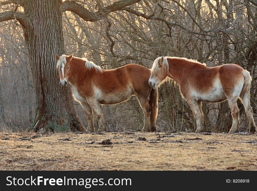 Horses Under A Tree